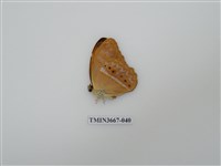 藏品(蛺蝶科(1))的圖片